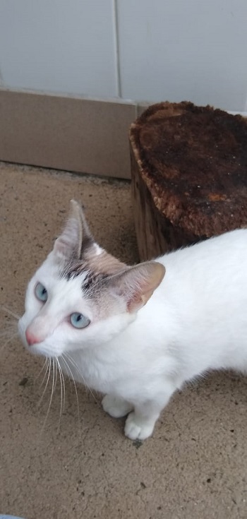 #PraCegoVer: Fotografia da Gatil 6 - Fêmea 1. Ela é uma linda gata de olhos azuis, suas cores são branco e cinza.